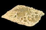 Fossil Alligator Dermal Scute - Florida #144023-1